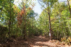 property photo for Bear Brook Tract 7, 11.62 acres for sale in Perry County, Tennessee