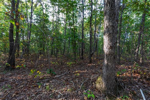 Bear Brook Tract 8