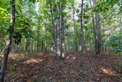 Bear Brook Tract 8