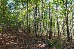 Bear Brook Tract 8