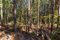 property photo for Bear Brook Tract 9, 9.58 acres for sale in Perry County, Tennessee