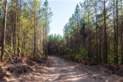 property photo for Bear Brook Tract 9, 9.58 acres for sale in Perry County, Tennessee