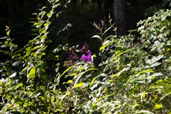 property photo for Big White Oak Tract 1, 6.75 acres for sale in Perry County, Tennessee