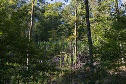 property photo for Big White Oak Tract 1, 6.75 acres for sale in Perry County, Tennessee