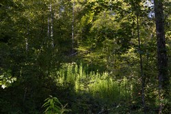 property photo for Big White Oak Tract 1, 6.75 acres for sale in Perry County, Tennessee