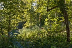 Big White Oak Tract 10