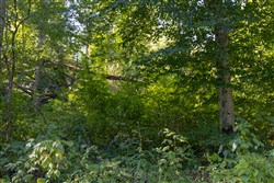Big White Oak Tract 10