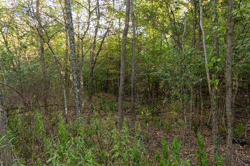 Big White Oak Tract 100