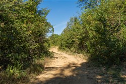Big White Oak Tract 101