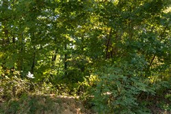 Big White Oak Tract 101