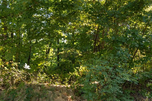 Big White Oak Tract 101