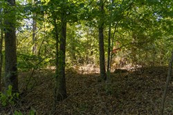 Big White Oak Tract 101
