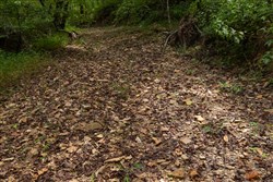 Big White Oak Tract 101