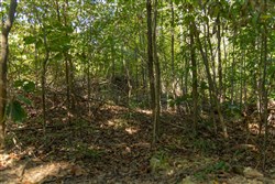 Big White Oak Tract 102