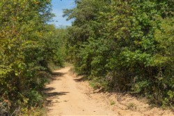 Big White Oak Tract 103
