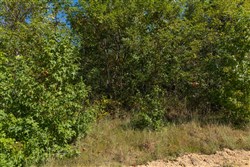 Big White Oak Tract 103