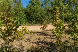 Big White Oak Tract 103