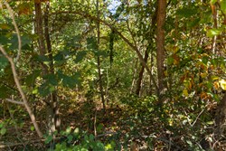 Big White Oak Tract 103