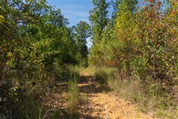 Big White Oak Tract 104