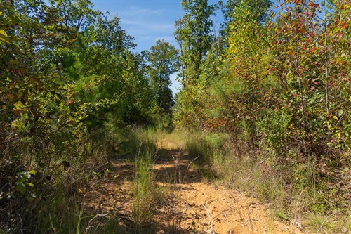 Big White Oak Tract 104