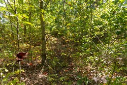 Big White Oak Tract 104