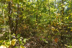 Big White Oak Tract 104