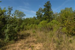 Big White Oak Tract 105