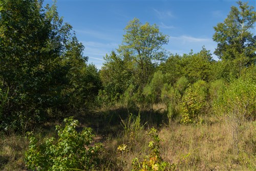 Big White Oak Tract 105
