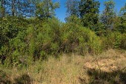 Big White Oak Tract 105