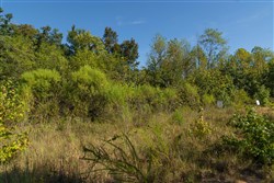 Big White Oak Tract 105