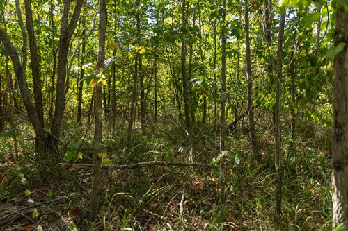 Big White Oak Tract 106