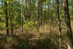Big White Oak Tract 106