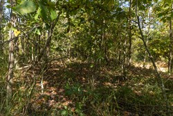 Big White Oak Tract 106
