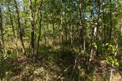 Big White Oak Tract 106