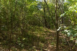 Big White Oak Tract 107