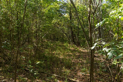 Big White Oak Tract 107