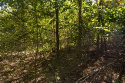 Big White Oak Tract 107