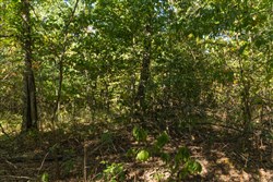Big White Oak Tract 107