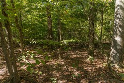 Big White Oak Tract 107