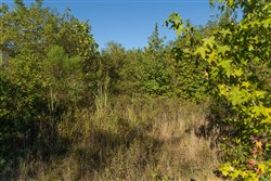 Big White Oak Tract 108