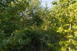 Big White Oak Tract 108