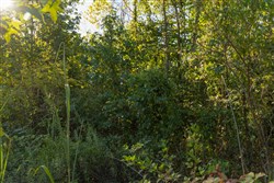 Big White Oak Tract 108