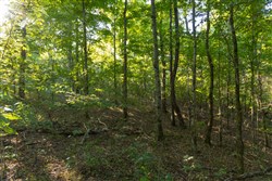 Big White Oak Tract 109