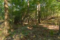 Big White Oak Tract 109