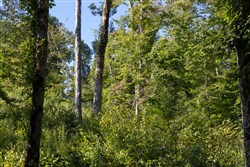 Big White Oak Tract 11