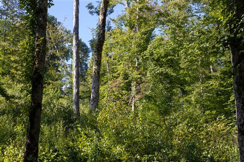 Big White Oak Tract 11