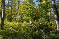 Big White Oak Tract 11
