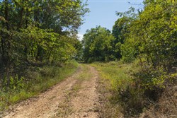 Big White Oak Tract 110