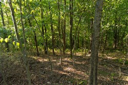 Big White Oak Tract 110