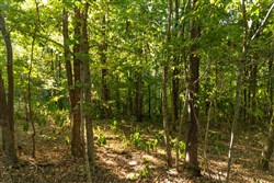 Big White Oak Tract 110